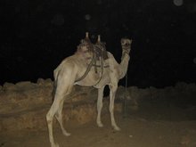 Ночной подъем на гору Синай до определенной высоты на верблюдах. Дальше пешком.